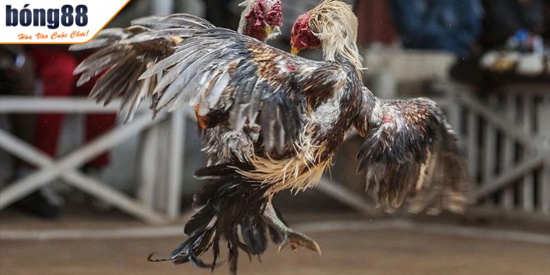 Thuật ngữ đá gà là gì?