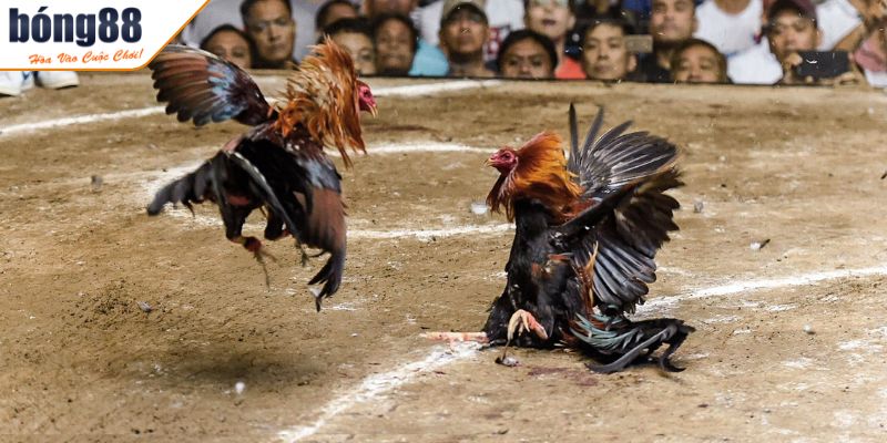 Tính năng Đá Gà Trực Tiếp Thomo